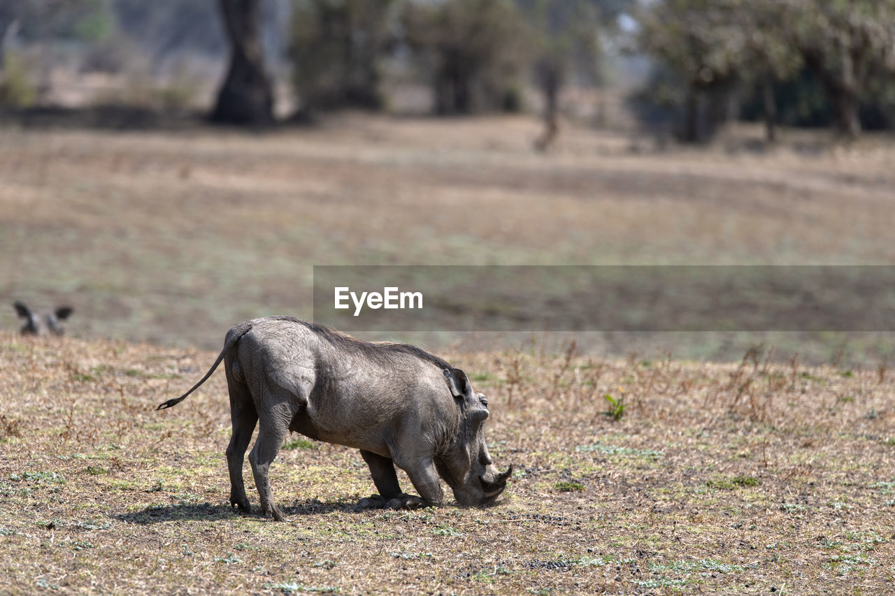 Warthog standing on field