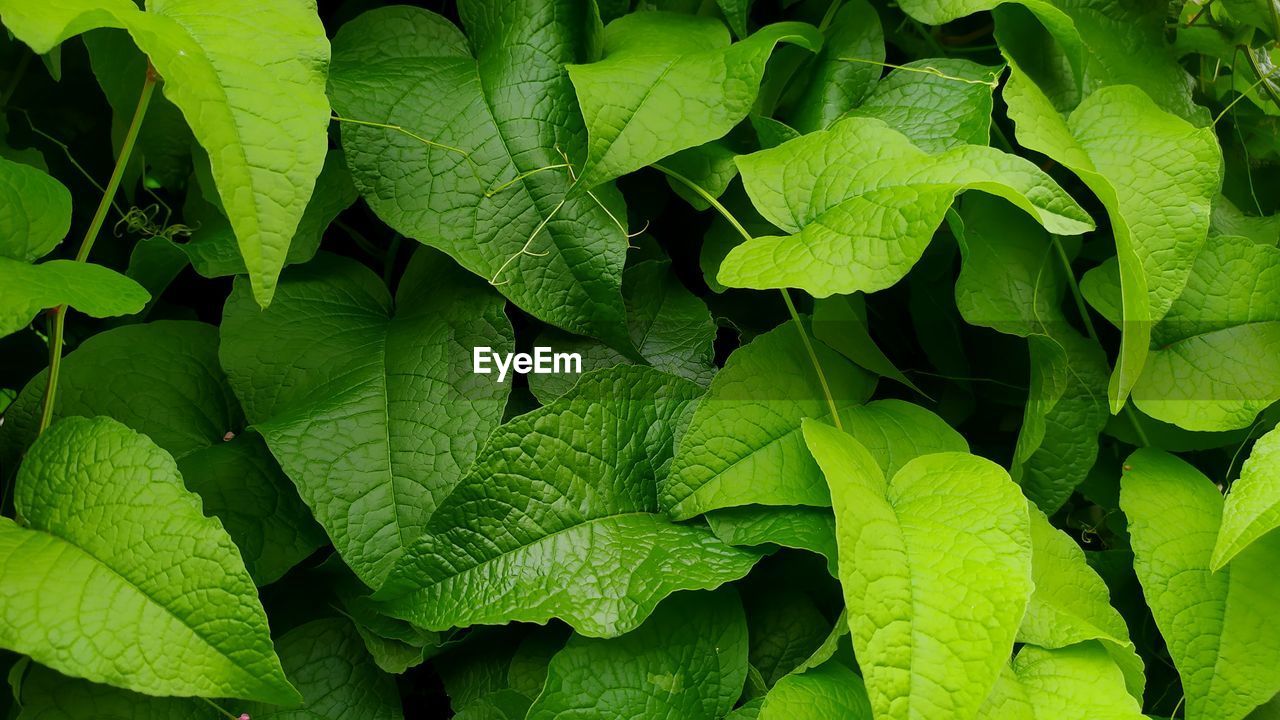 HIGH ANGLE VIEW OF GREEN LEAVES