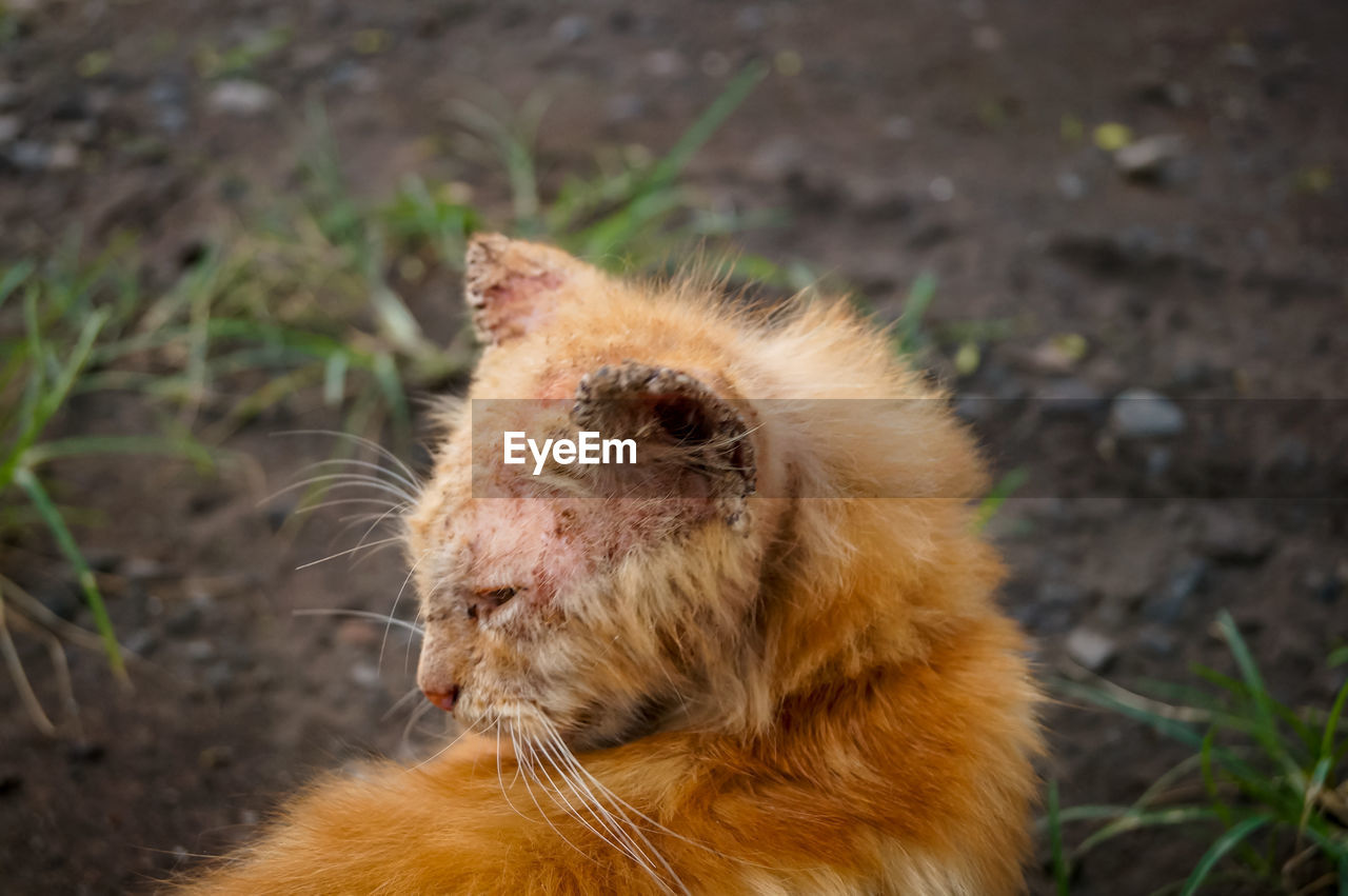 CLOSE-UP OF CAT LOOKING AWAY