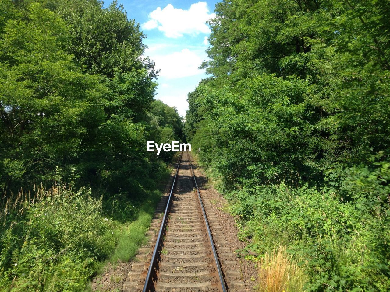 Railroad track amidst forest