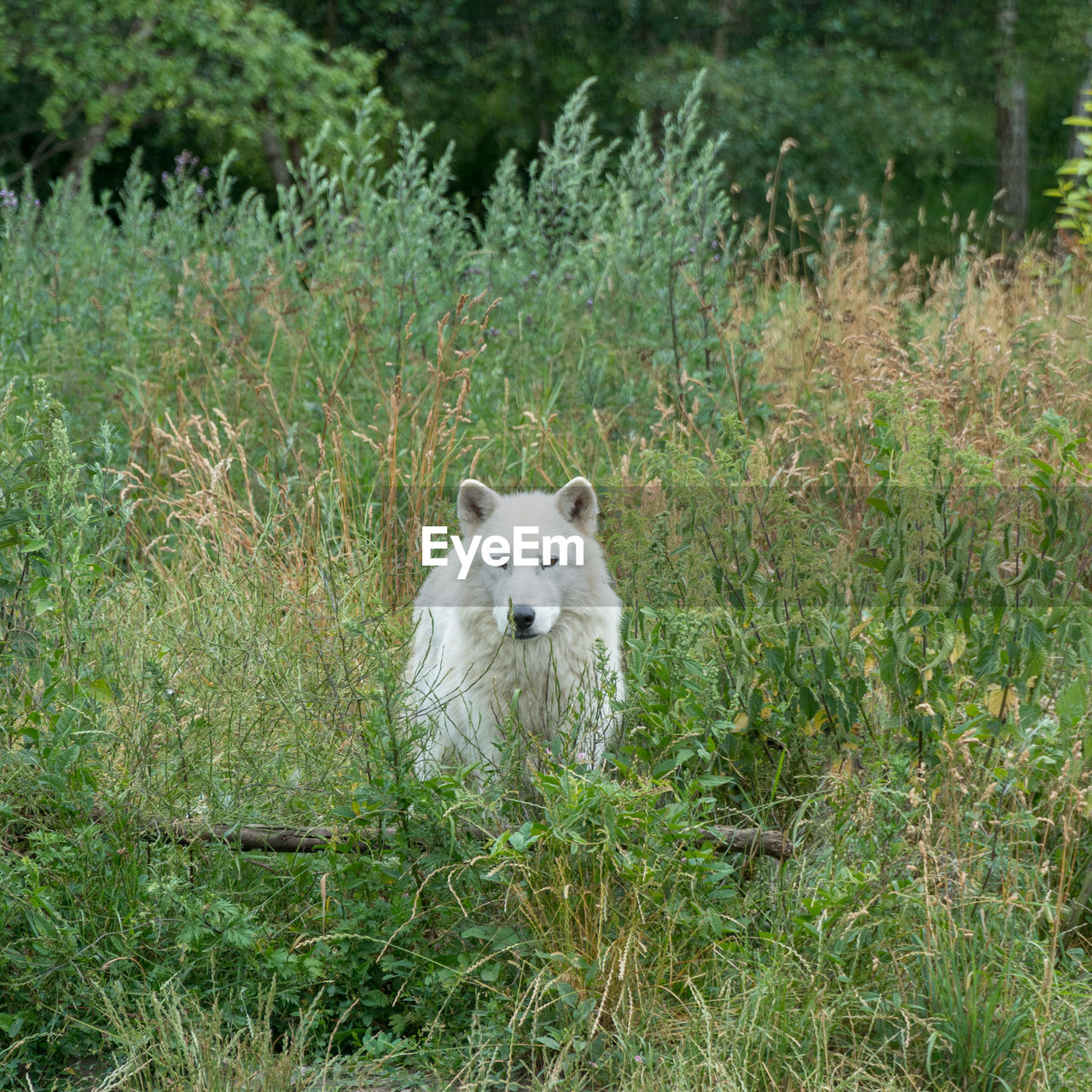 Portrait of wolf on grass