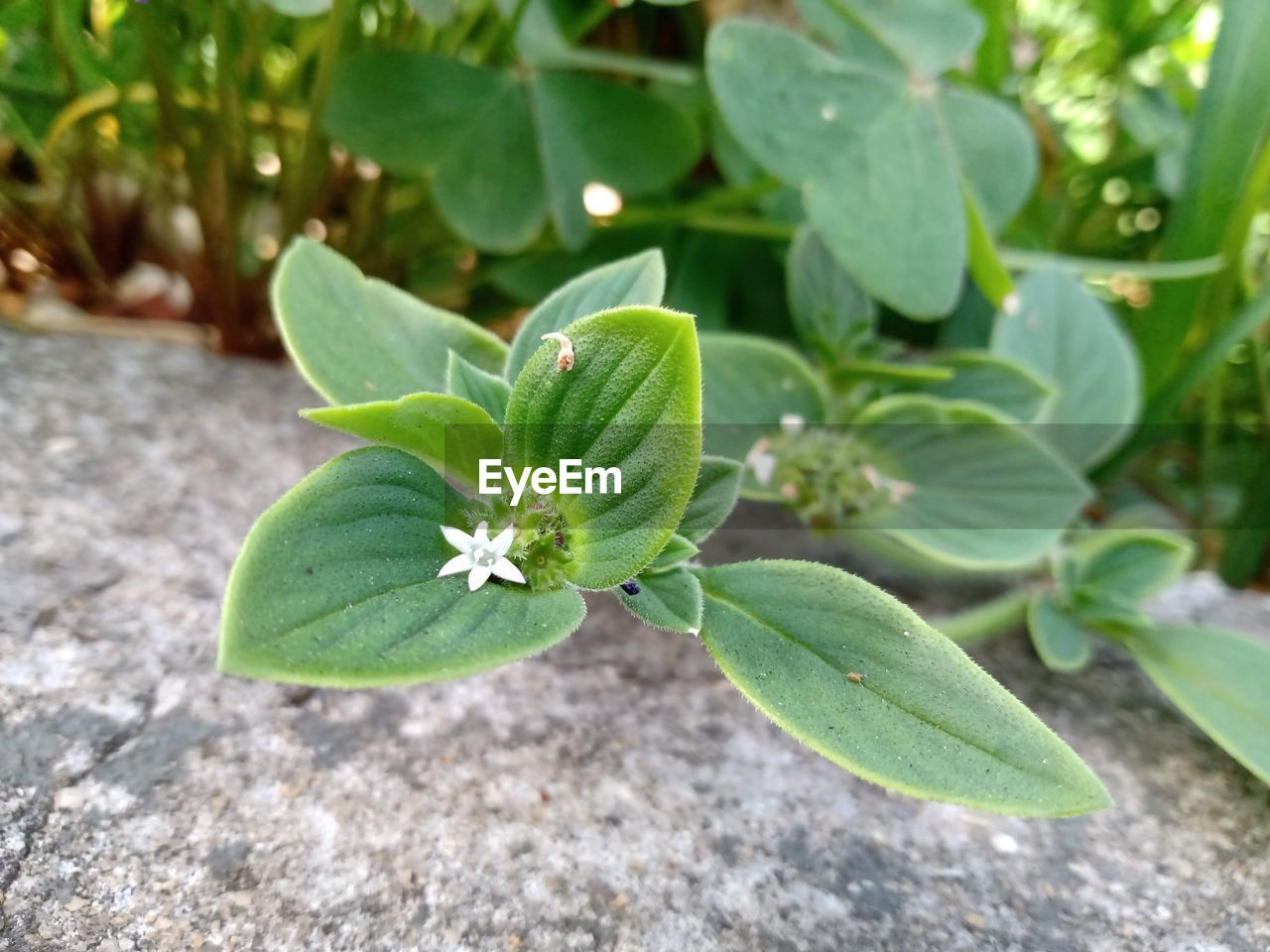 HIGH ANGLE VIEW OF GREEN LEAVES