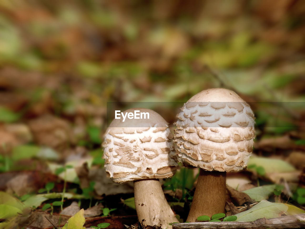 mushroom, fungus, vegetable, food, plant, land, edible mushroom, growth, nature, forest, close-up, agaricaceae, agaricus, food and drink, no people, autumn, macro photography, woodland, tree, toadstool, beauty in nature, focus on foreground, day, penny bun, freshness, oyster mushroom, fragility, outdoors, field, bolete, leaf, matsutake, plant part