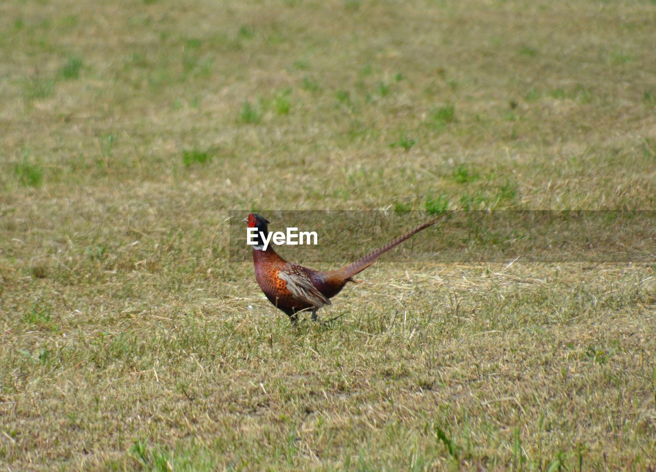 Bird on field