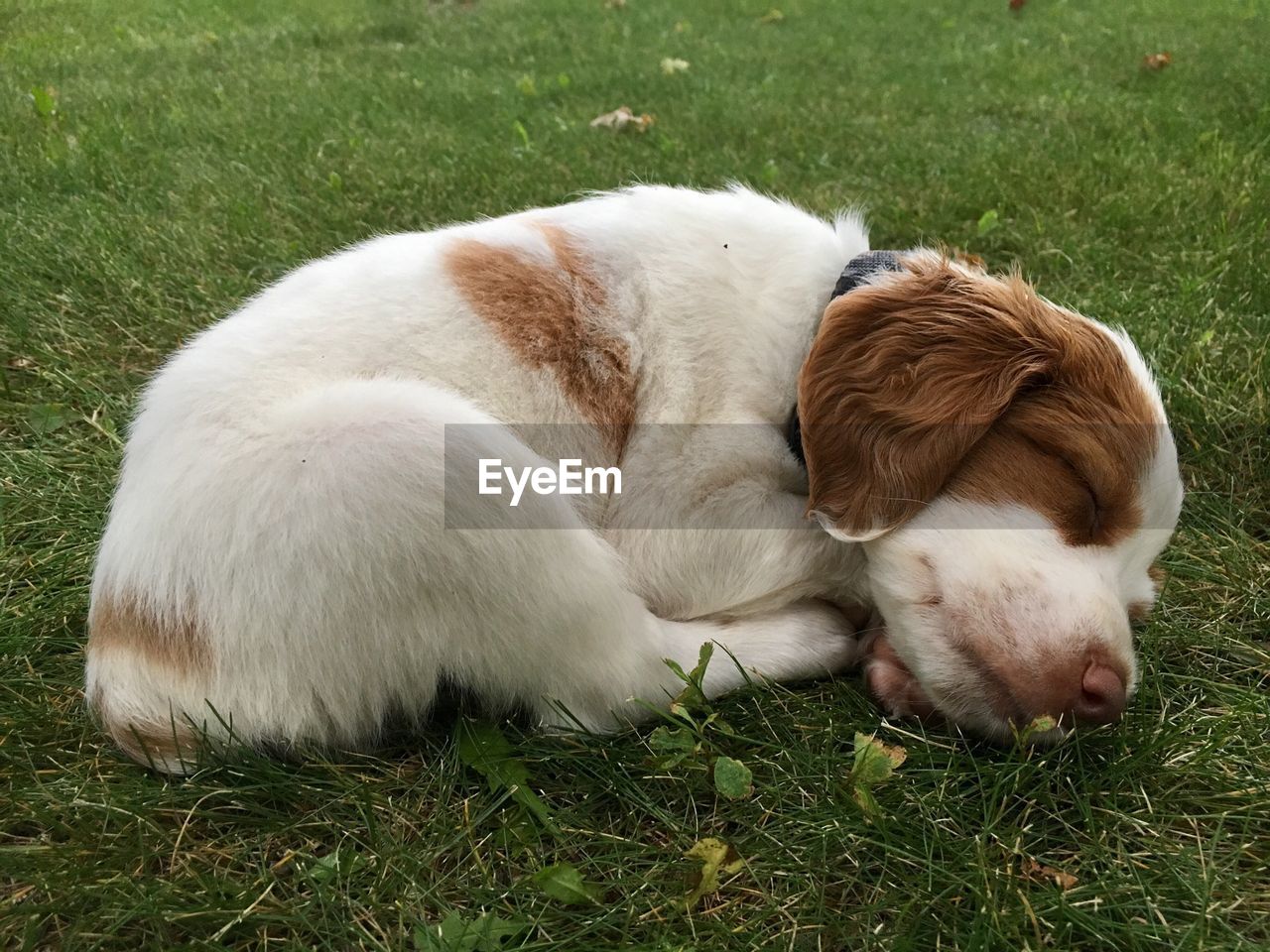 Close-up of dog on field