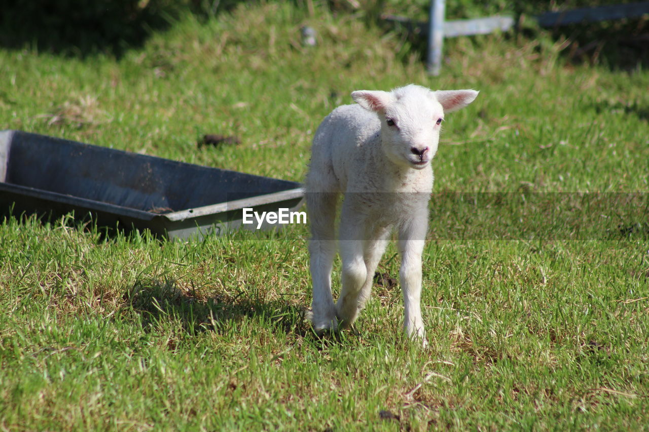SHEEP STANDING ON GRASS