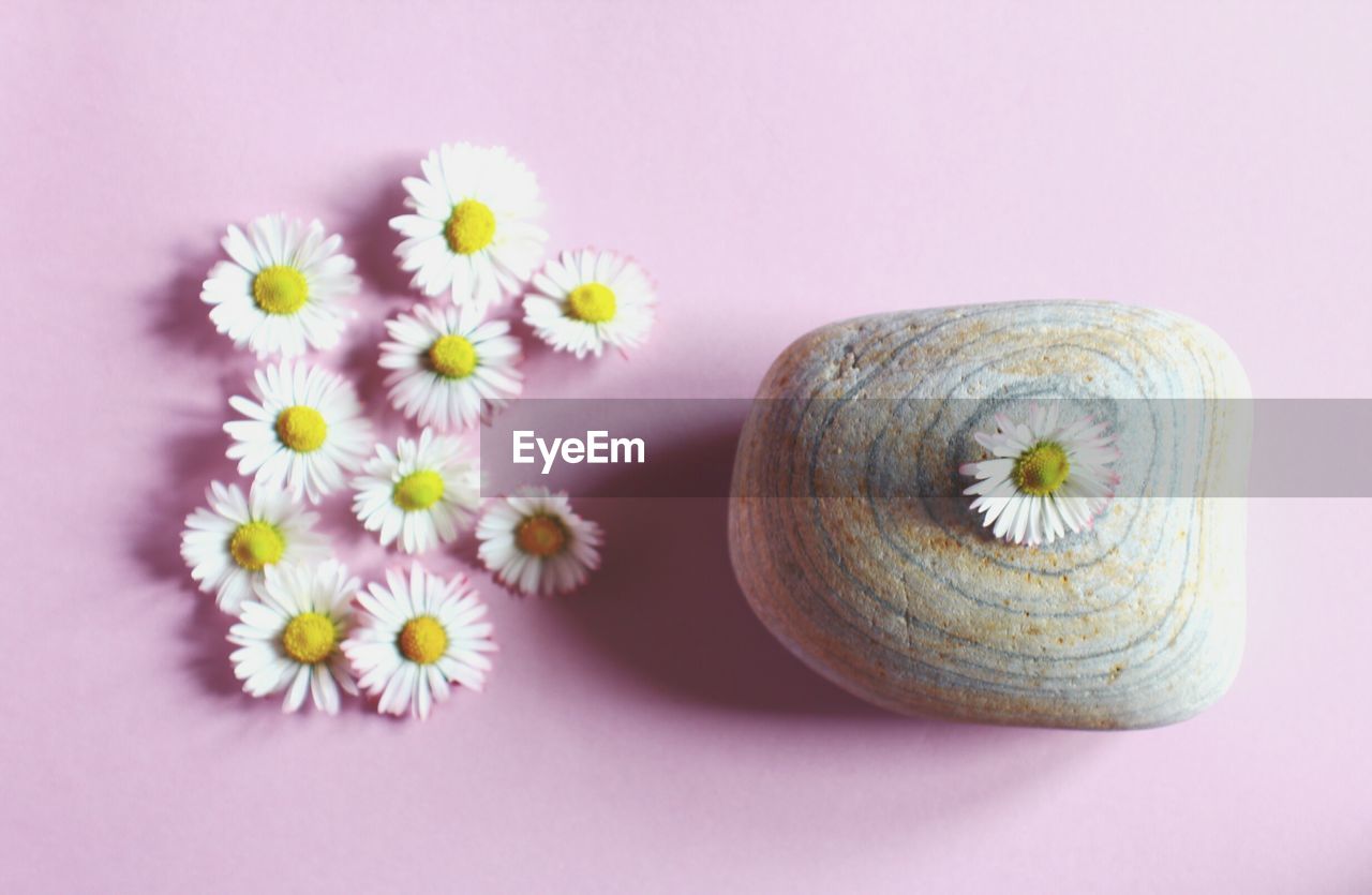 Directly above view of daisy flowers and stone on pink background