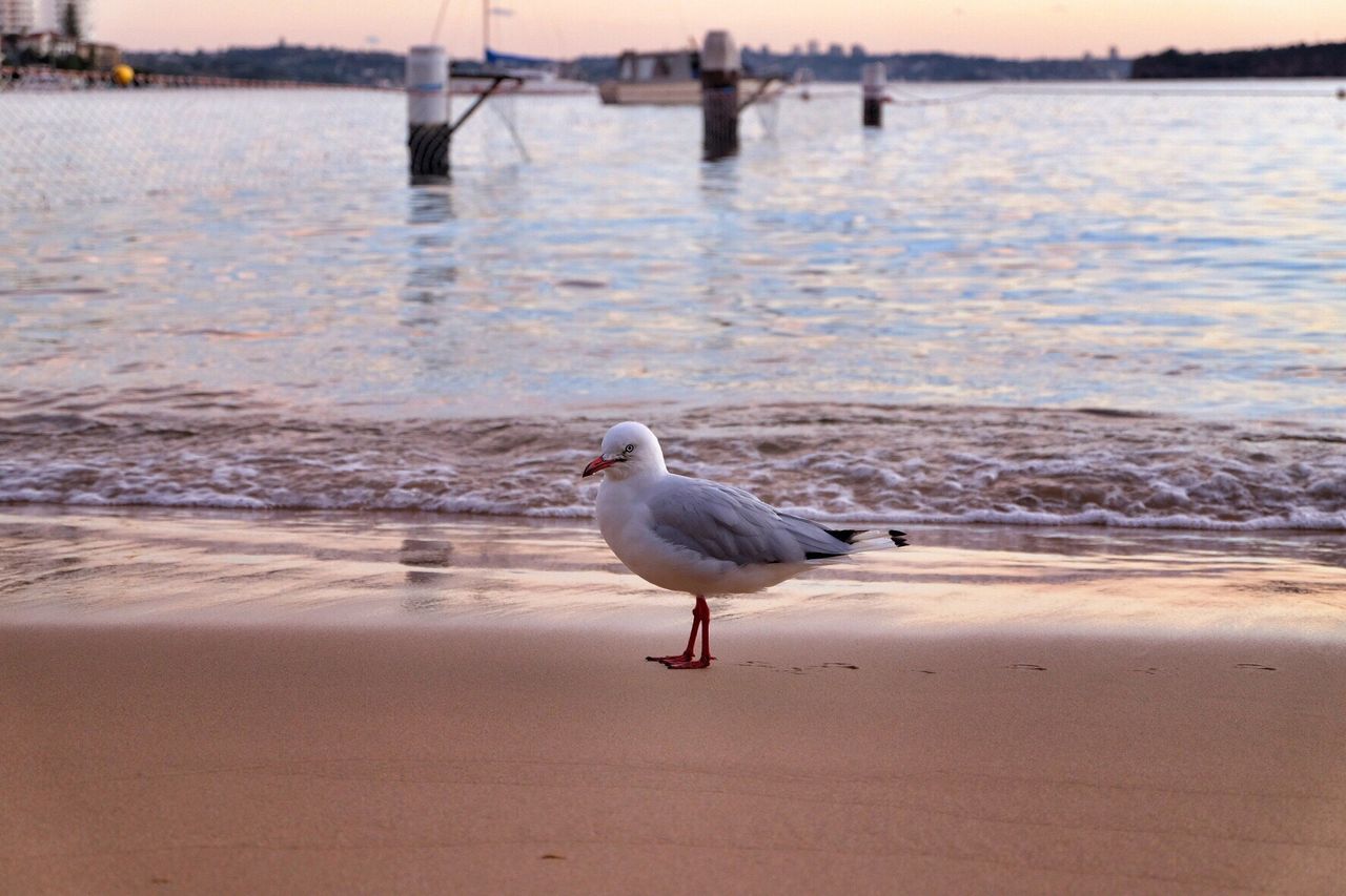 Seagull on shore at beach