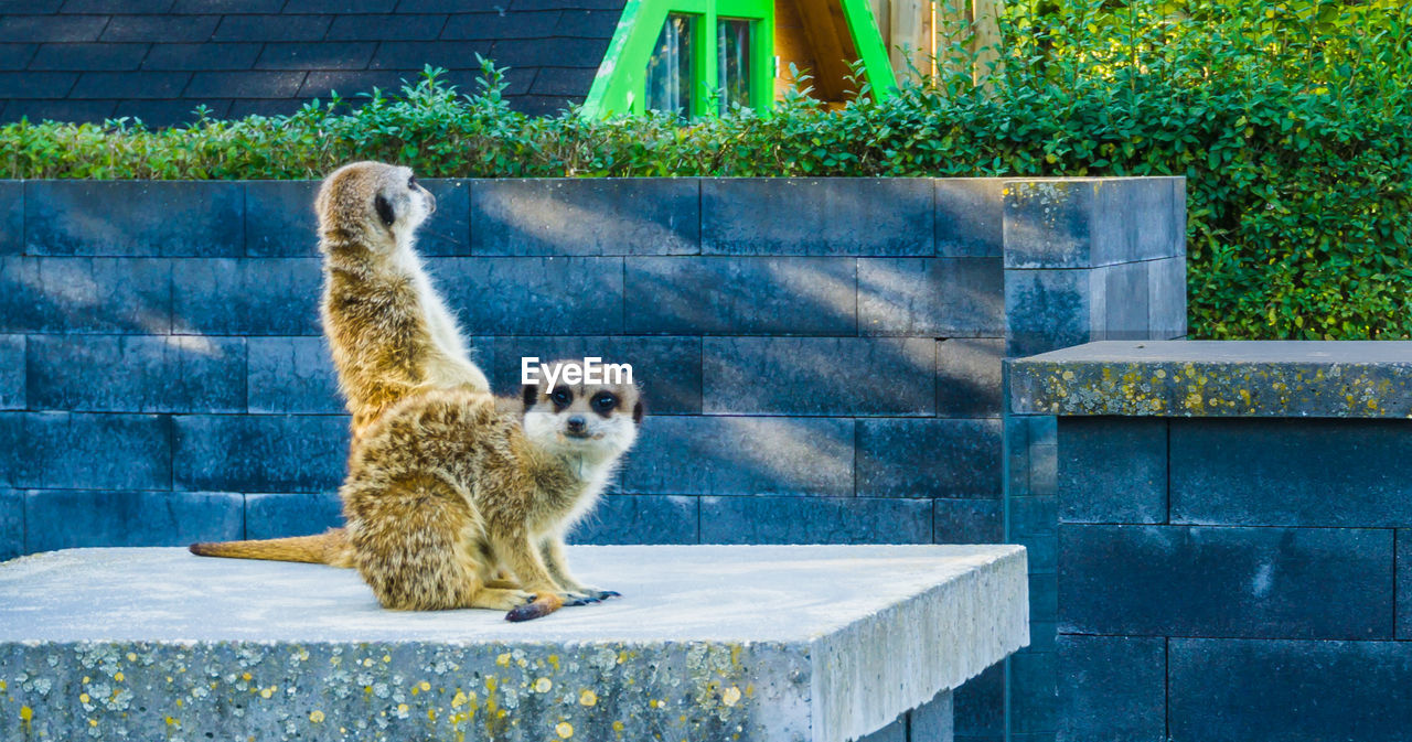 CAT LOOKING AT ZOO