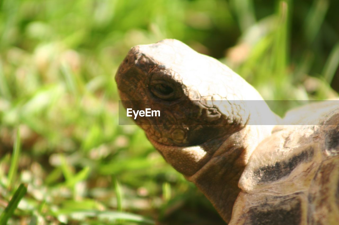 Close-up of lizard