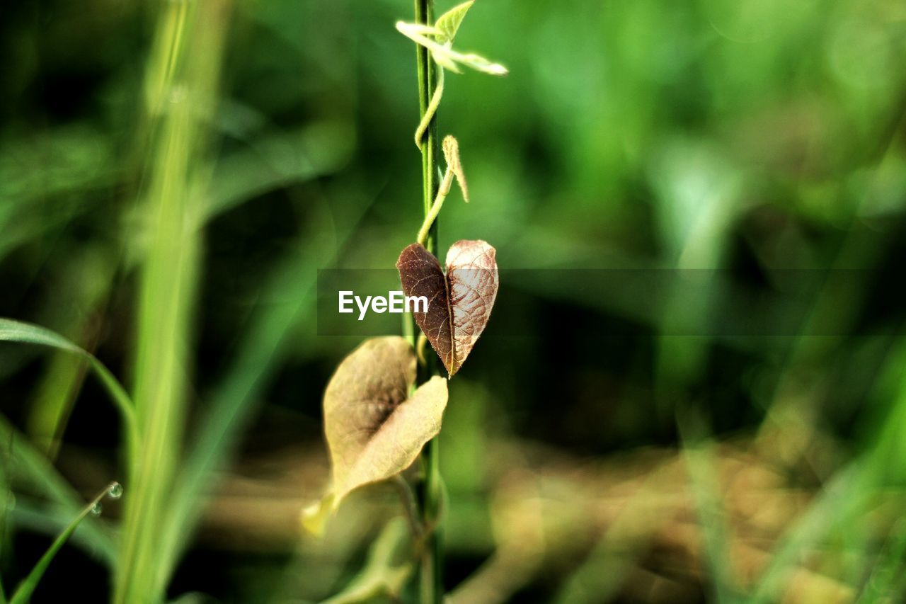 Close-up of plant