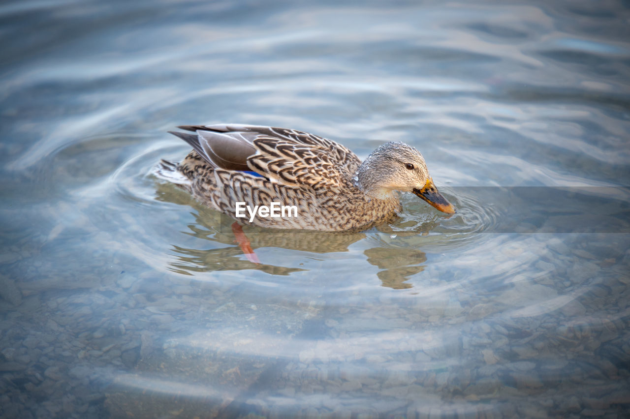 HIGH ANGLE VIEW OF SEAGULLS ON LAKE