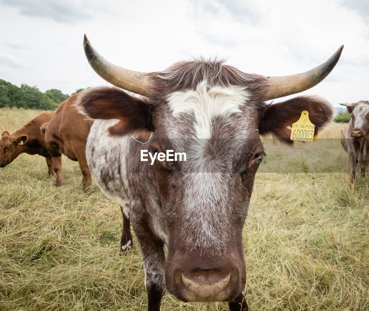 PORTRAIT OF A HORSE