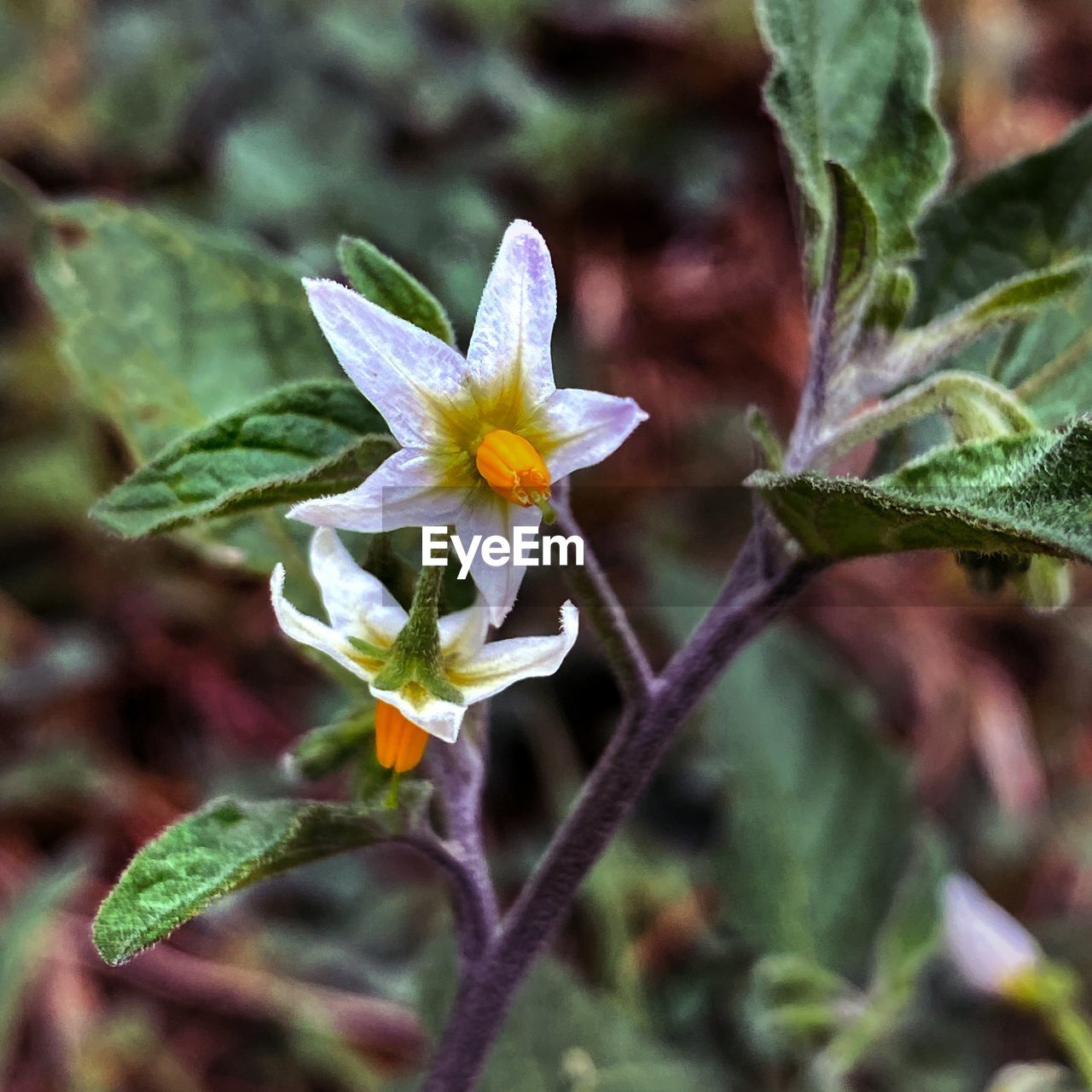 CLOSE-UP OF YELLOW FLOWERING PLANTS