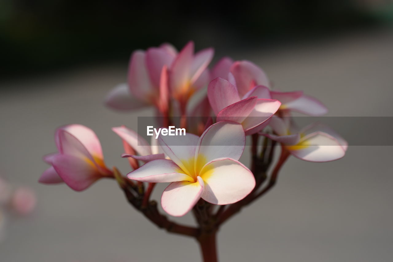 Close-up of pink frangipani flowers