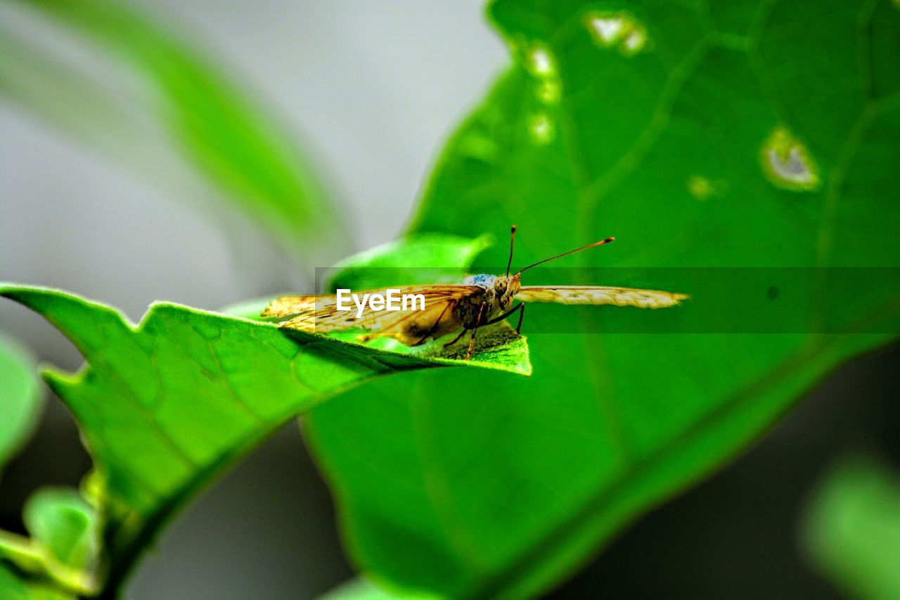 Close-up of insect on plant