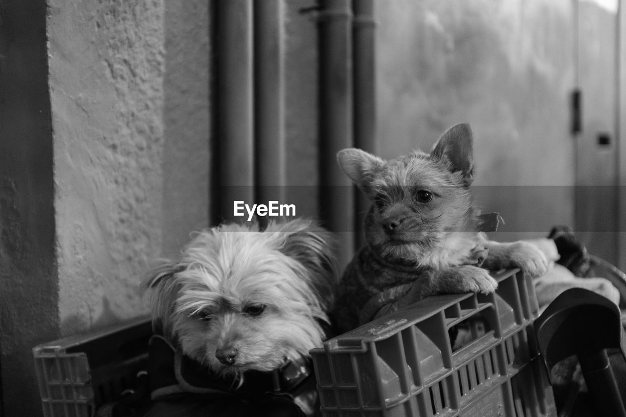 Portrait of dog relaxing in basket