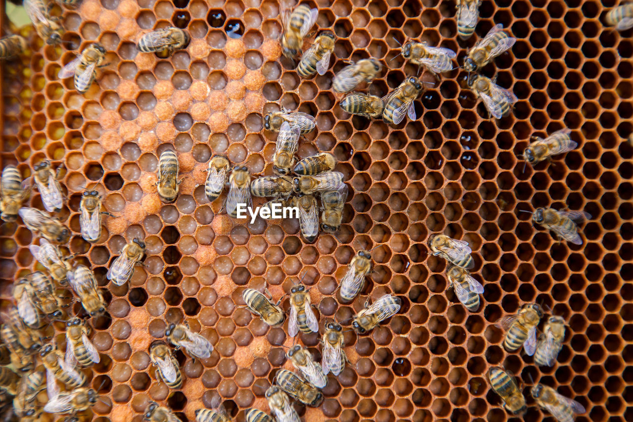 Full frame shot of bees on beehive