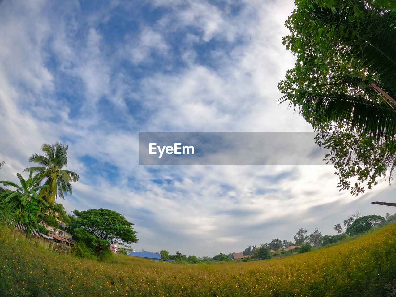 SCENIC VIEW OF TREES AGAINST SKY