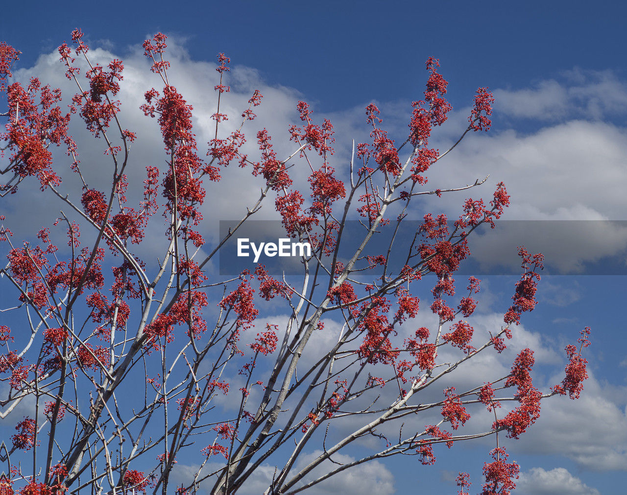 sky, flower, plant, nature, beauty in nature, tree, low angle view, cloud, no people, red, growth, blue, blossom, branch, outdoors, flowering plant, freshness, day, springtime, tranquility, autumn, leaf, pink, scenics - nature