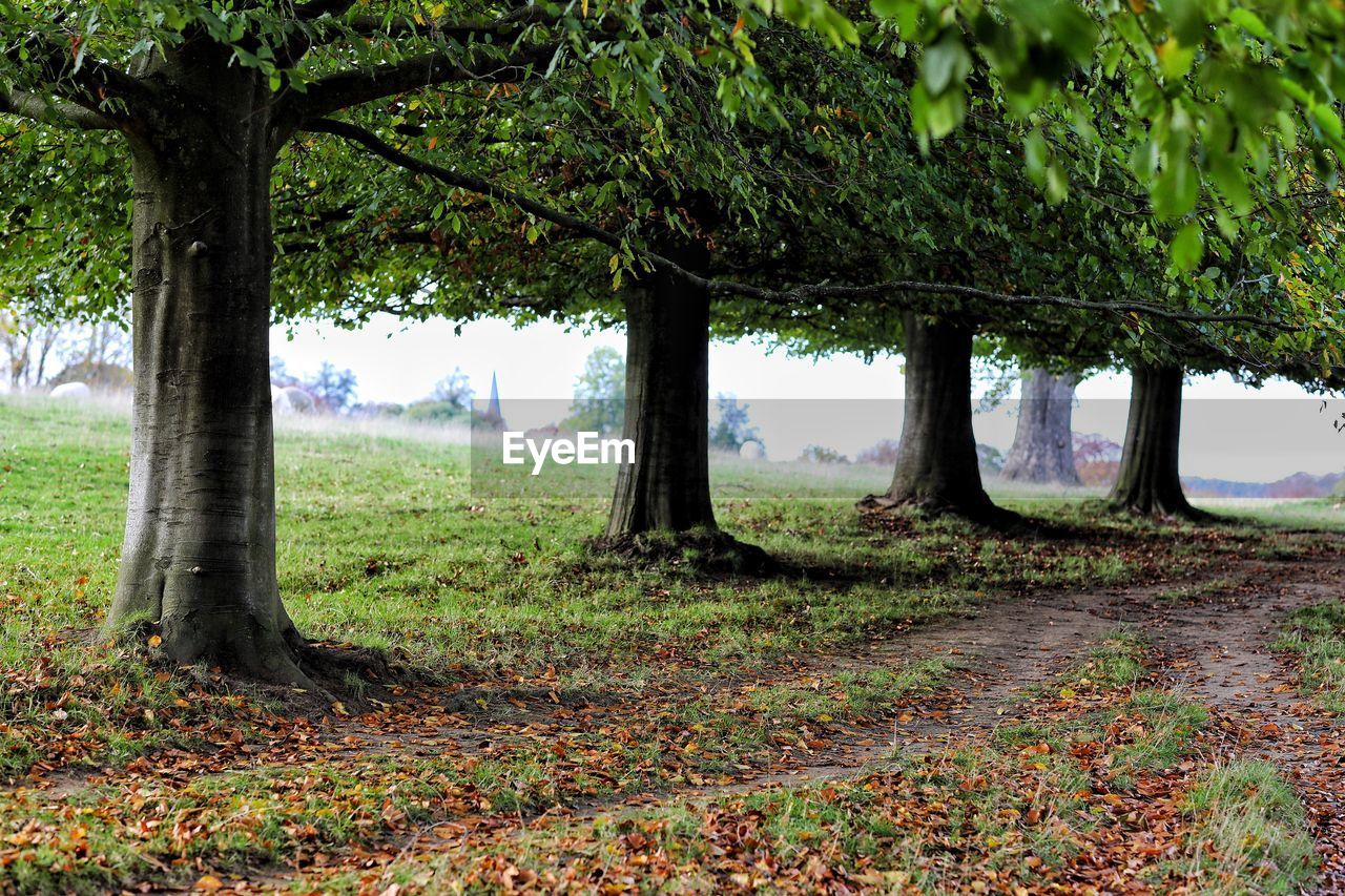 TREES GROWING ON FIELD IN FOREST