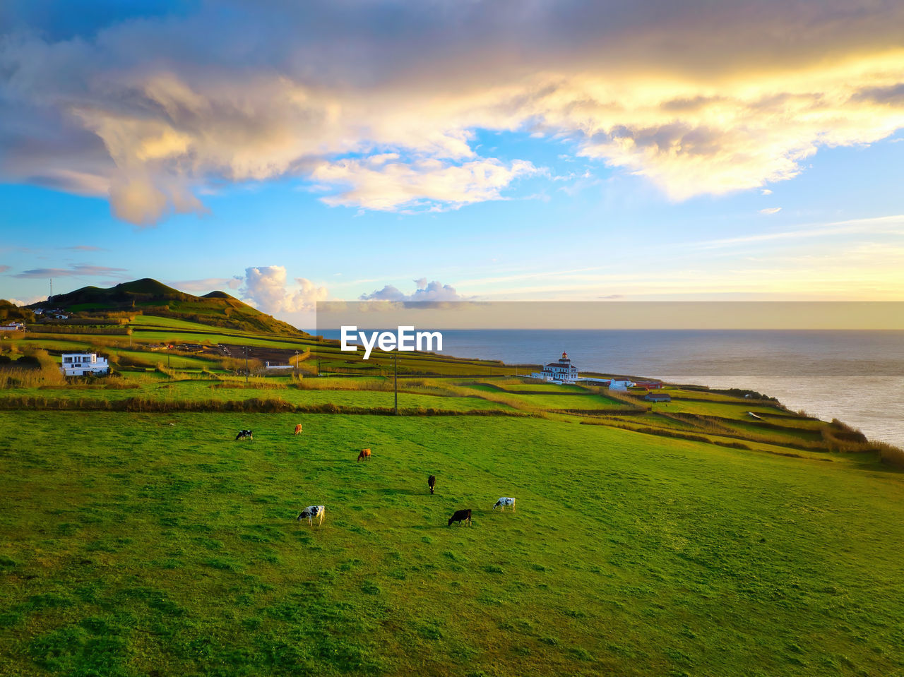 Cows herd grazing on a lush summer pasture during sunset, green grass, colorful sky, azores islands