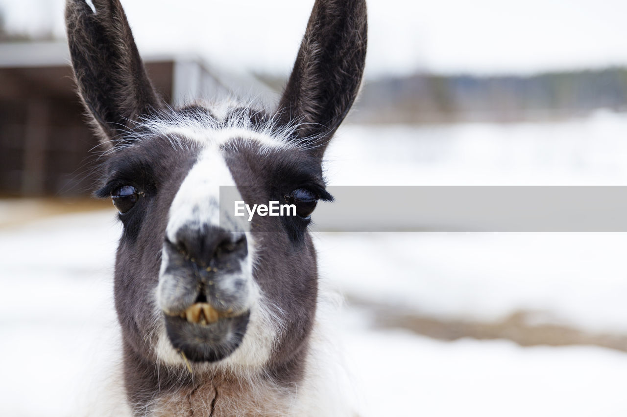 Lama head with bokeh background