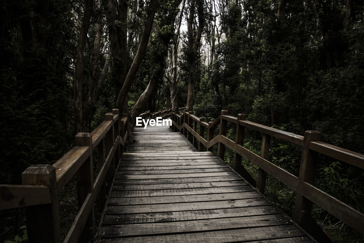 FOOTBRIDGE IN FOREST AGAINST SKY