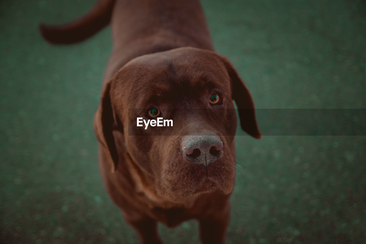 Close-up portrait of dog standing outdoors