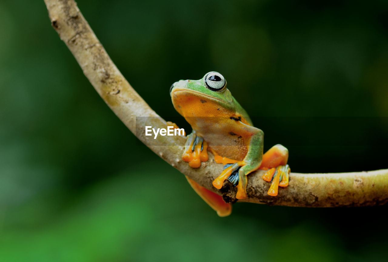 CLOSE-UP OF FROG ON TREE BRANCH