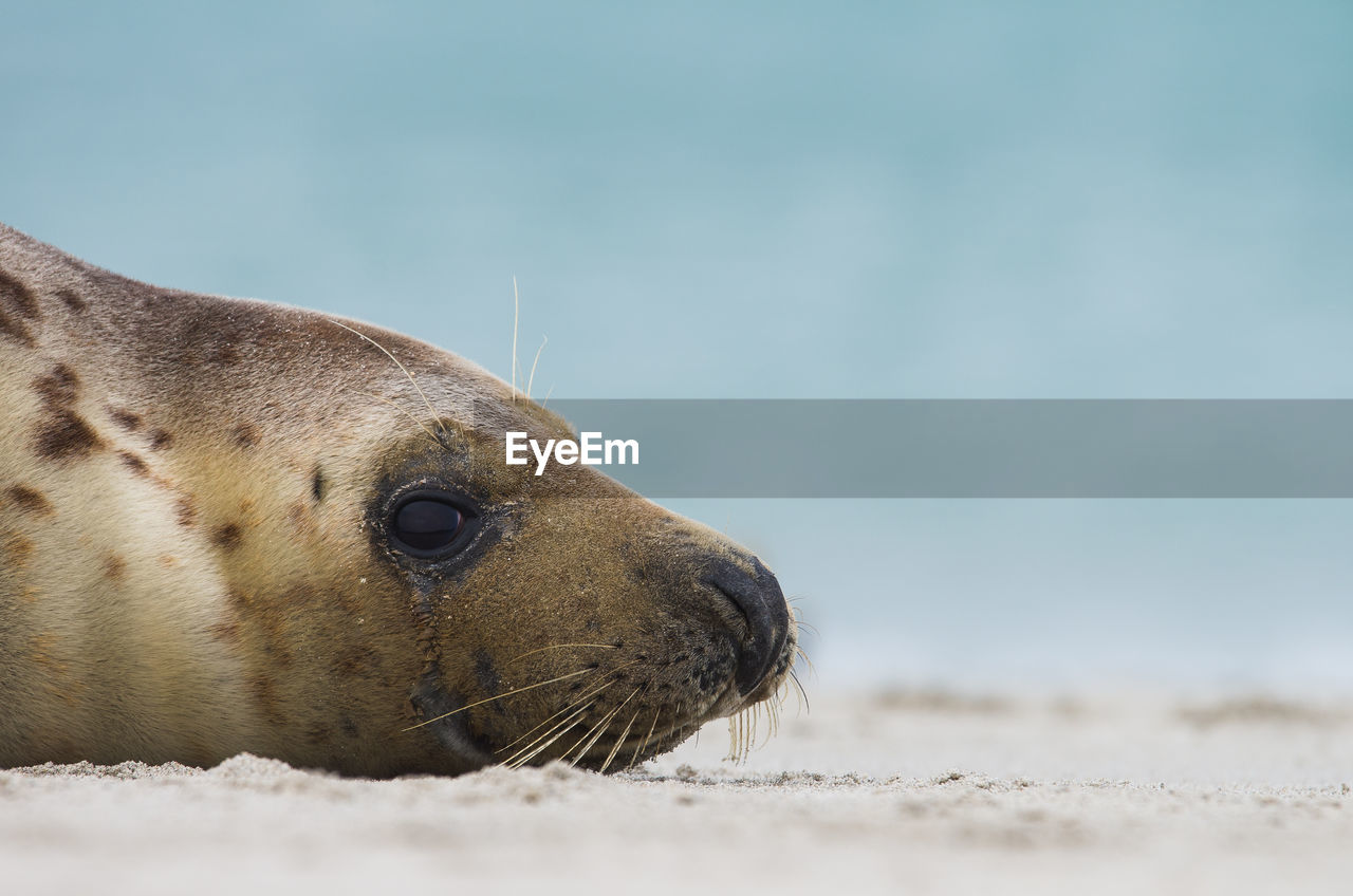 Close-up of seal lying on sand