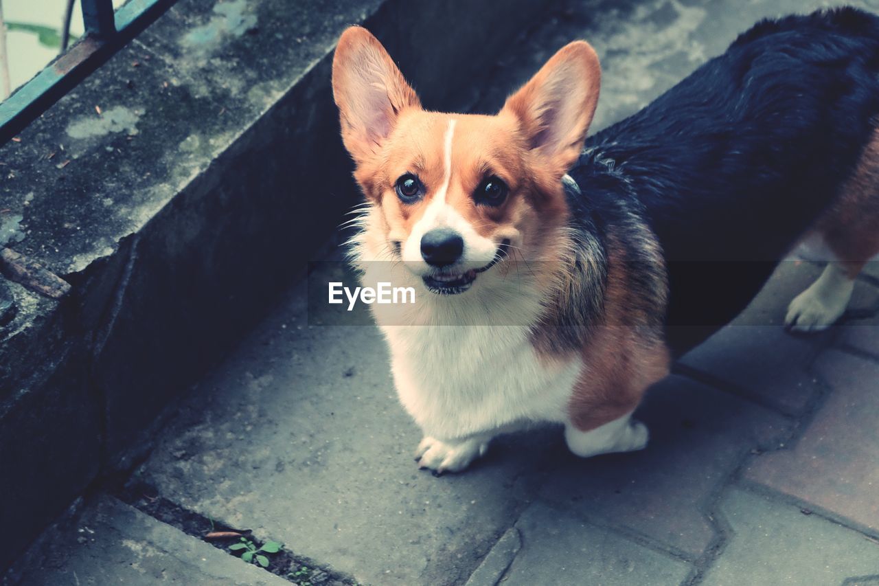 PORTRAIT OF DOG SITTING OUTDOORS