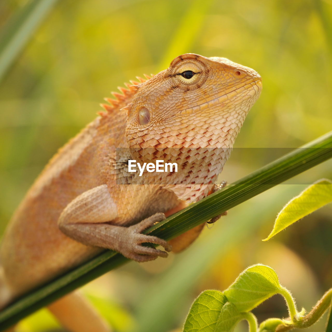 CLOSE-UP OF LIZARD ON PLANT OUTDOORS