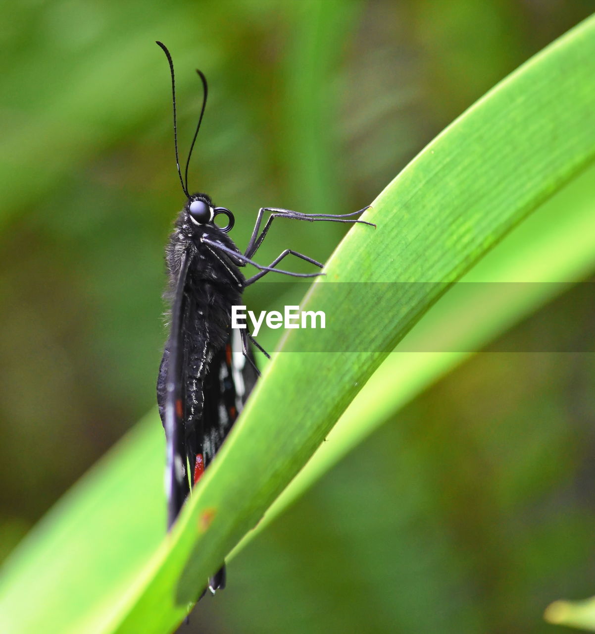 CLOSE-UP OF BUTTERFLY ON GREEN LEAF