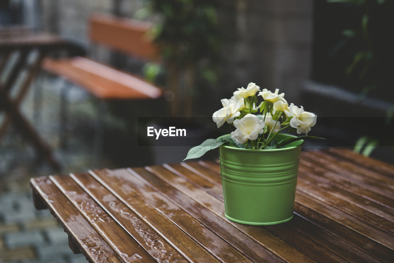 Close-up of potted plant on wooden table at sidewalk cafe