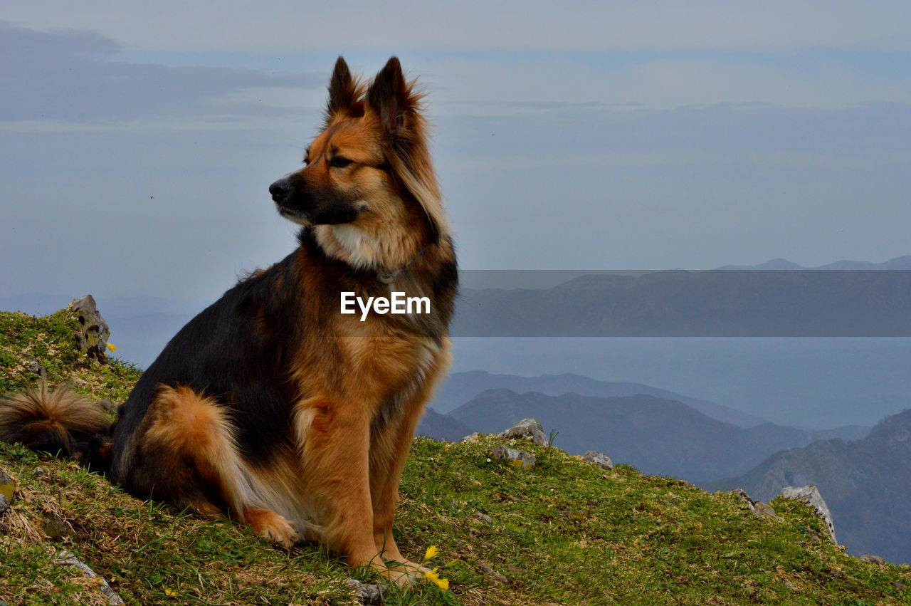 animal themes, one animal, mammal, animal, pet, domestic animals, dog, canine, mountain, nature, sitting, no people, german shepherd, sky, land, looking, mountain range, grass, plant, beauty in nature, environment, outdoors, day, looking away, scenics - nature, relaxation, landscape
