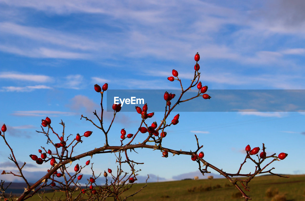 Fresh red hawthorns on bare twigs against sky