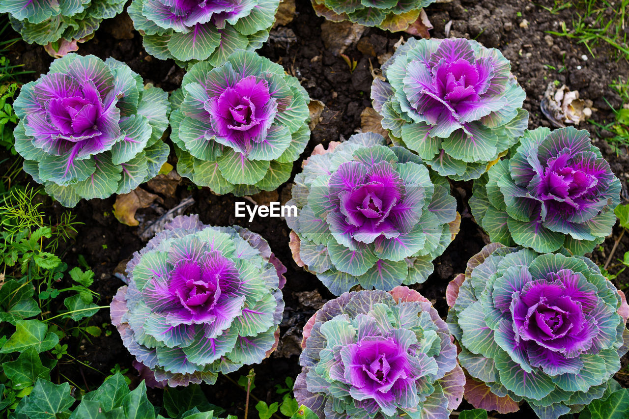 HIGH ANGLE VIEW OF PURPLE FLOWERING PLANT IN FIELD