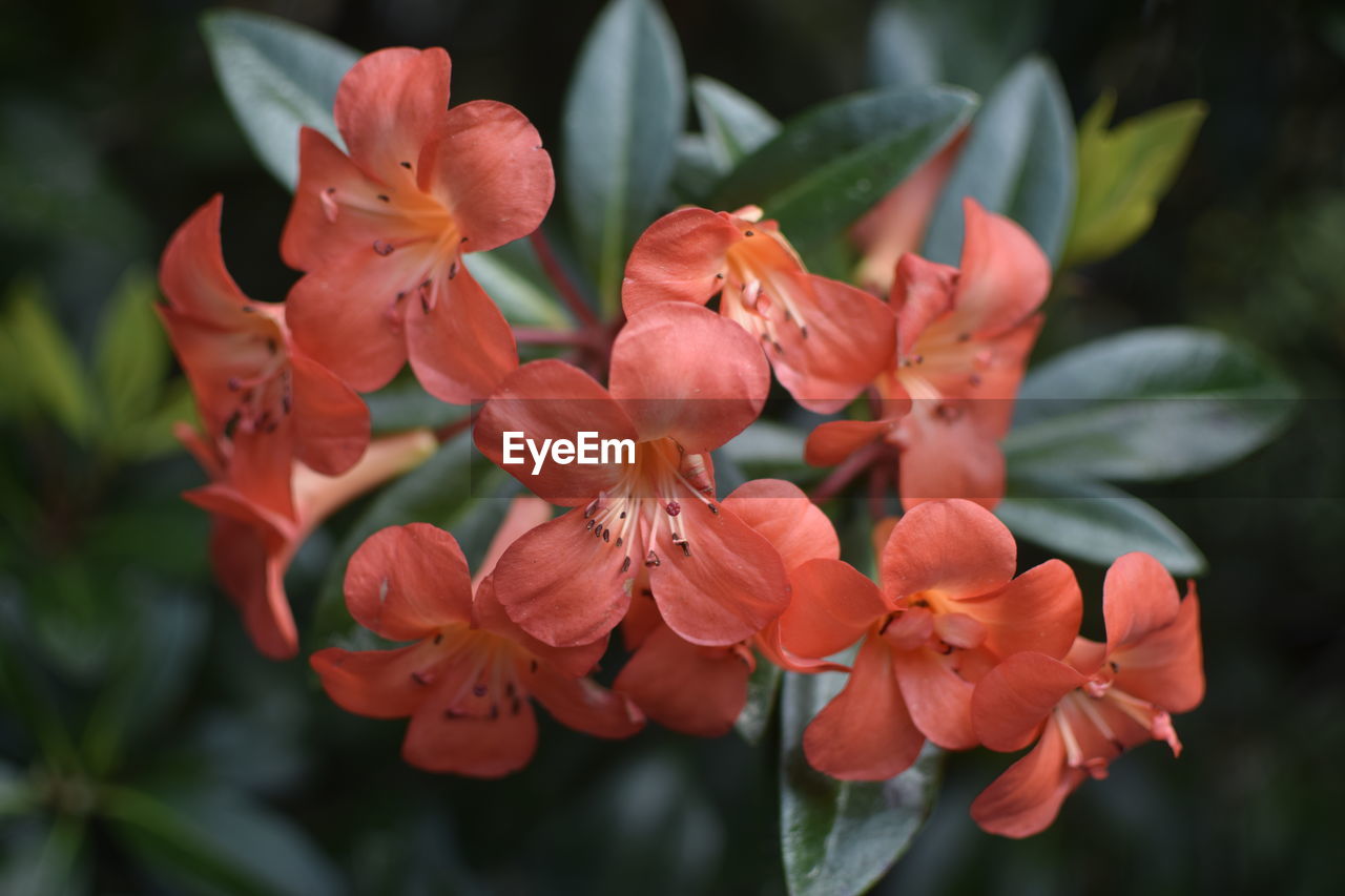 Close-up of day lily blooming outdoors