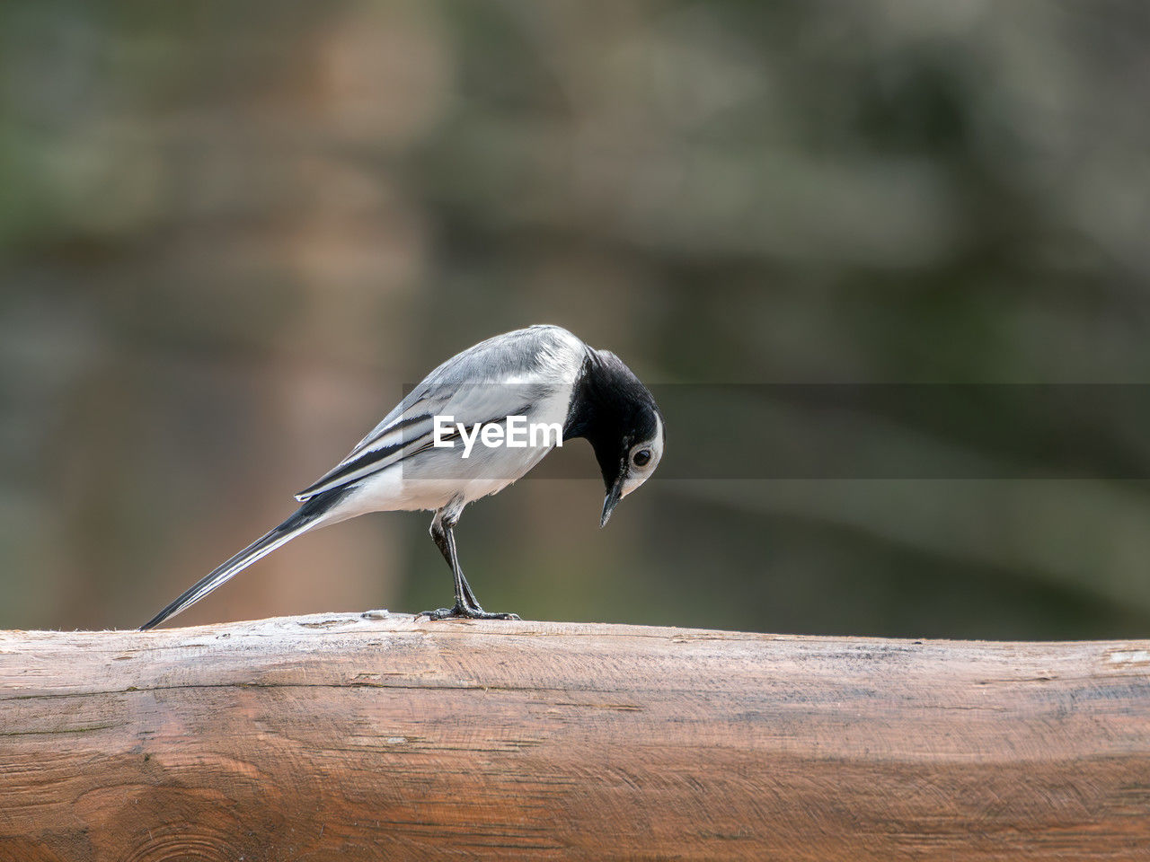 animal themes, animal, animal wildlife, bird, wildlife, one animal, nature, beak, perching, wood, close-up, focus on foreground, no people, day, wing, full length, outdoors, branch, side view, animal body part, songbird