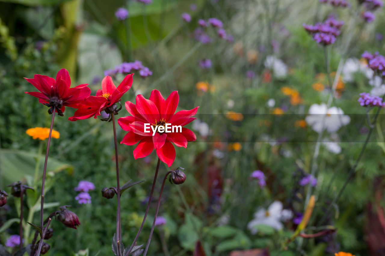 Close-up of red flowering plant