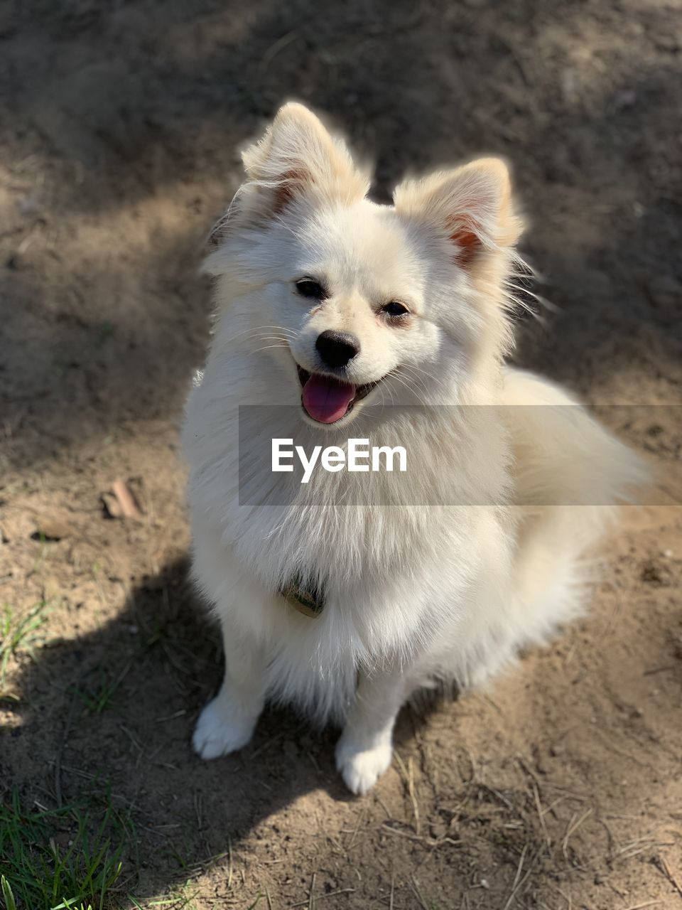 PORTRAIT OF DOG SITTING ON FIELD