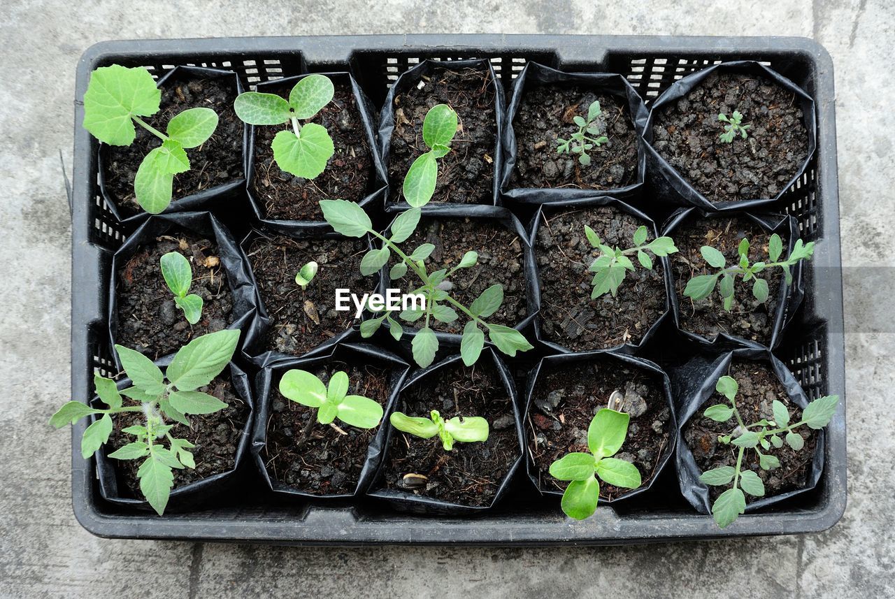 Directly above shot of various potted plants in grate