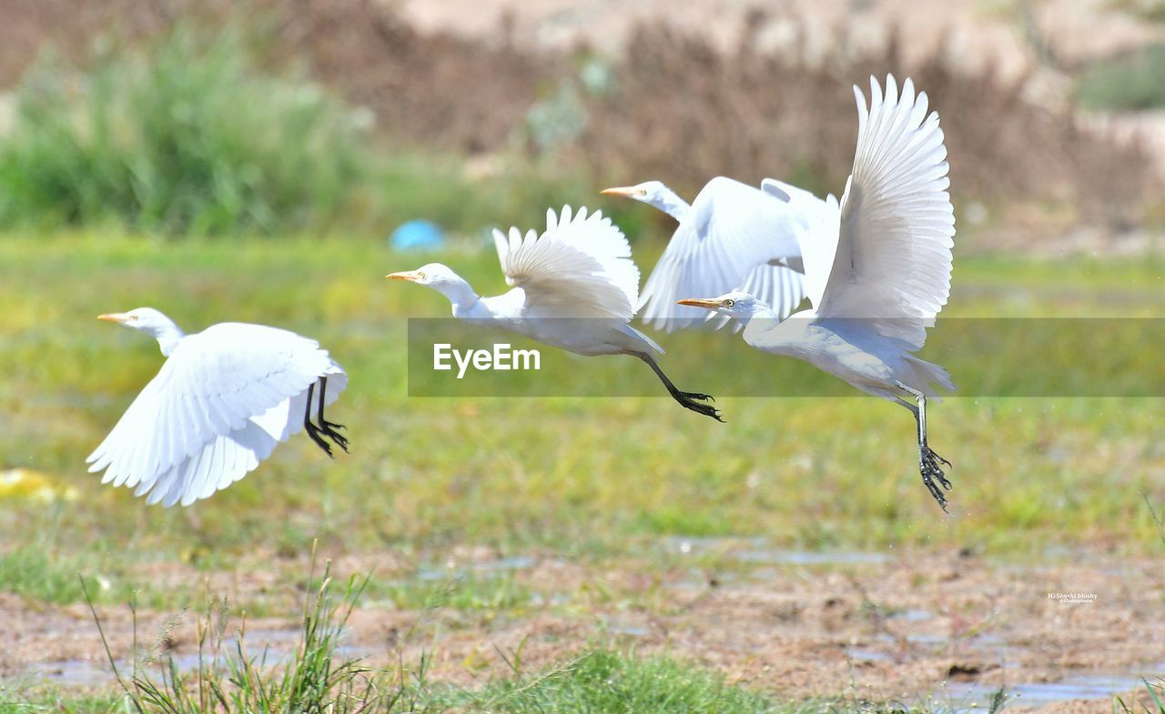CLOSE-UP OF WHITE BIRDS FLYING