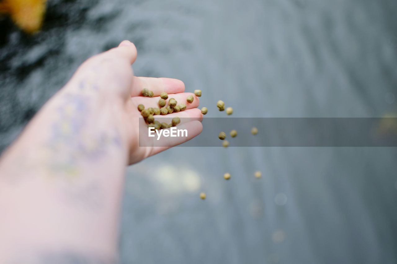 Cropped image of person releasing seeds in lake