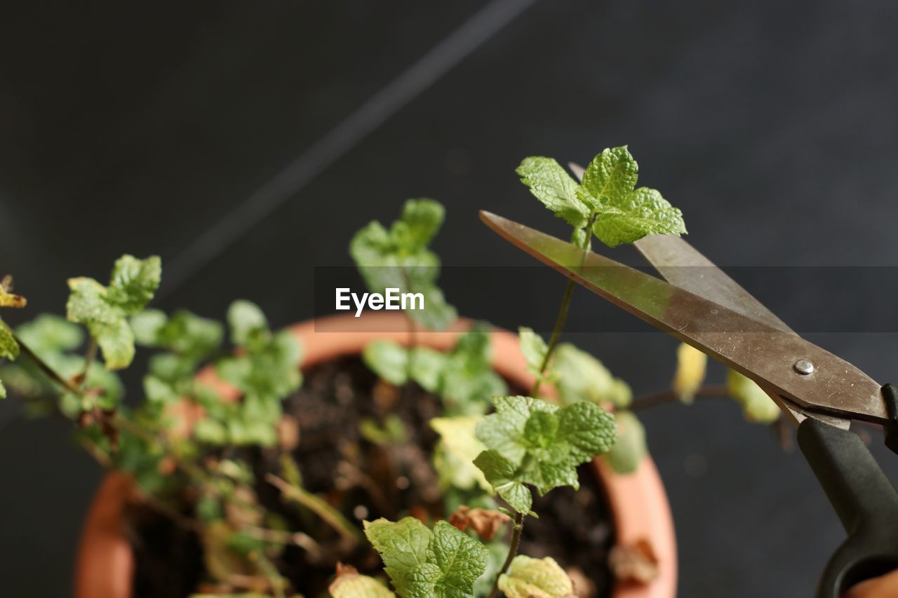 Close-up of potted plant