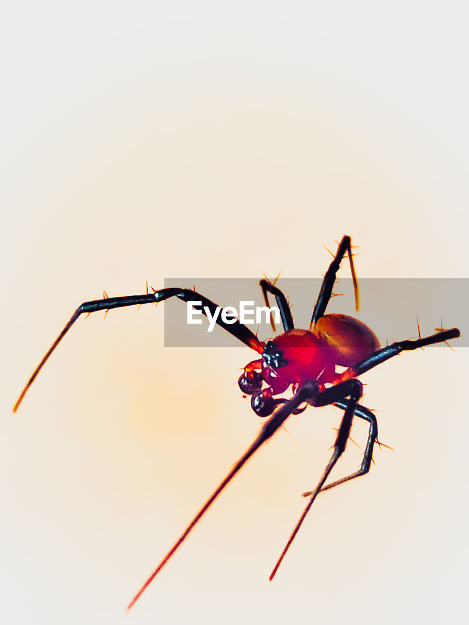 CLOSE-UP OF INSECT ON THE WALL