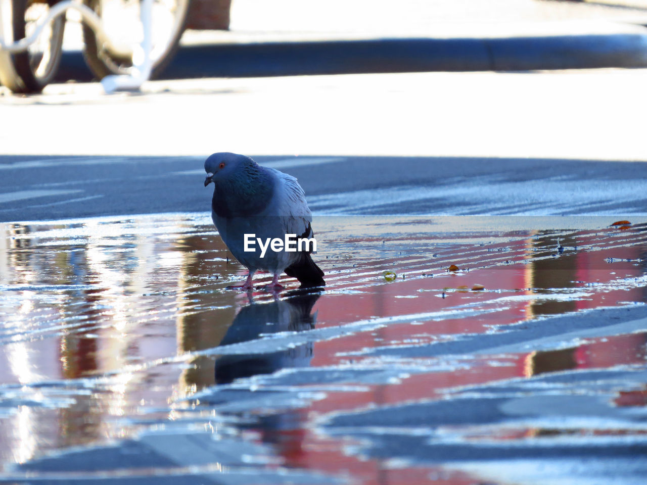 Pigeon on wet street