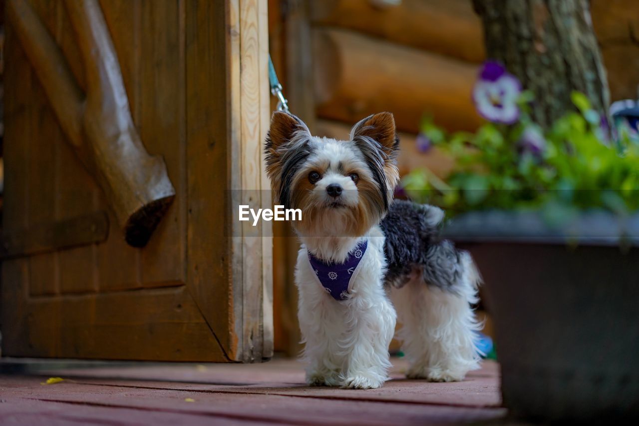 Cute yorkshire terrier dog standing on the leash at the door in country house