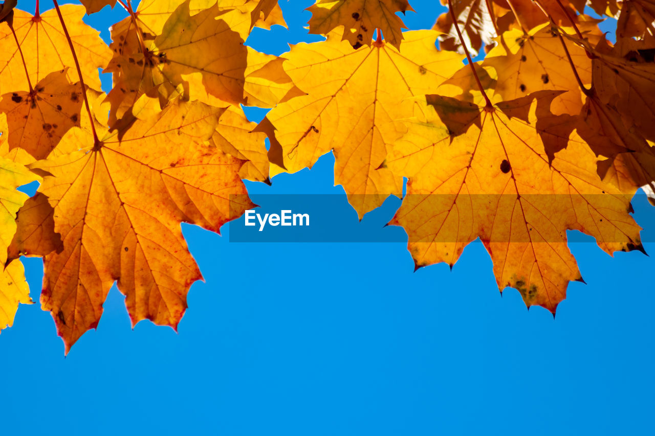 LOW ANGLE VIEW OF MAPLE LEAVES AGAINST SKY